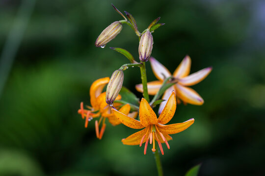 Lilium Komet Group, a Martagon-type lily hybrid with elegant orange-golden, speckled flowers, recurved tepals and prominent orange stamens. Several unopened buds are arranged along the slender stem.