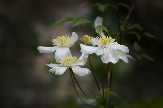 Beautiful white Clematis montana flowers