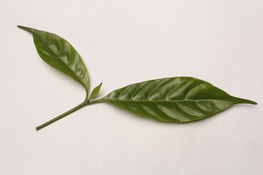 Fresh Green Plant Twig with Leaves Isolated on White Background