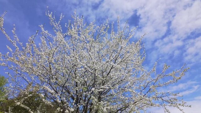 Blooming White Cherry Plum Tree In Sunny Spring Park Forward Movement