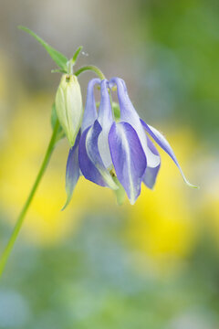 Pale purple aquilegia flower