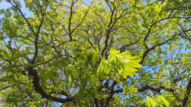 Bright Green Horse Chestnut Tree Leaves In Spring Under Blue Sky