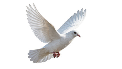 Obraz premium White dove with spread wings flying, isolated on transparent background