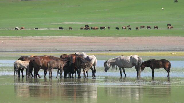 Wild horses cool off in a Mongolian steppe lake while standing in shallow summer water.