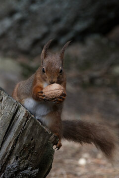 Red Squirrel with Walnut