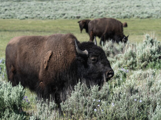 american bison © Sandra J Photography