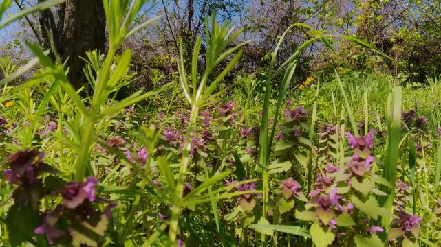 Purple wildflower and green grass in spring meadow push in shot