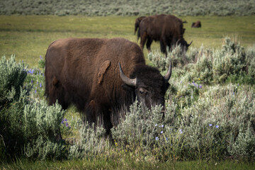 buffalo in the field © Sandra J Photography