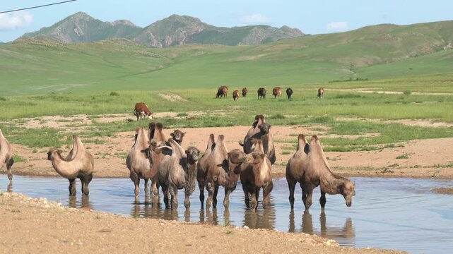 Wild Bactrian camel herd drinks from a small lake on Mongolia steppe, showing thirst and survival.