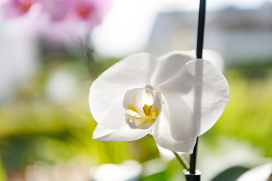 Floral nature. Orchid flower bright color. Flowering nature. Orchid flower white color. Floral macro photography. Flora and nature closeup. White color orchid flower