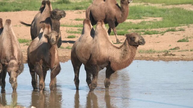 Wild camel herd drinks from a small lake on Mongolian Gobi steppe, showing thirst and survival.