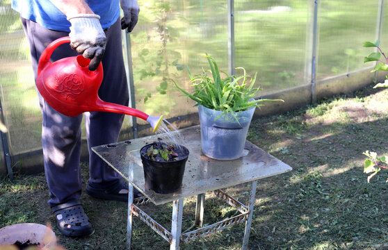 A pensioner waters a replanted Plectranthus plant in a pot in the garden, next to a potted aloe plant, on a sunny summer evening - color horizontal photo