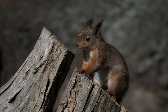 Red Squirrel, UK