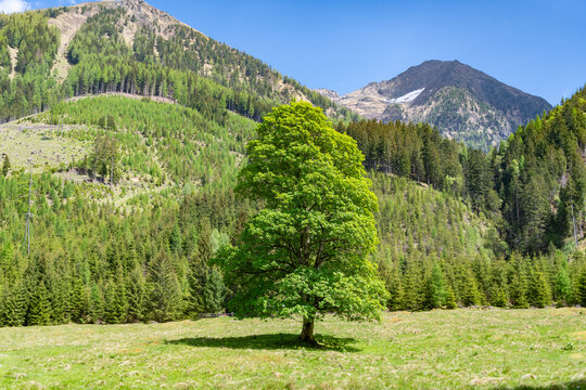Tree in green meadow at hilly mountain panorama. Ecology and environment protection. Tree in mountain landscape. Guardian tree. Single tree in mountain meadow landscape nature