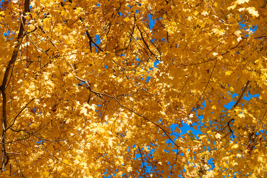 Natural autumn. Autumn beauty of nature. Fall season. Nature in forest. Fall leaves in park. Autumn forest. Nature in fall season. Autumnal season in park. Seasonal leaves and tree. Falling leaves