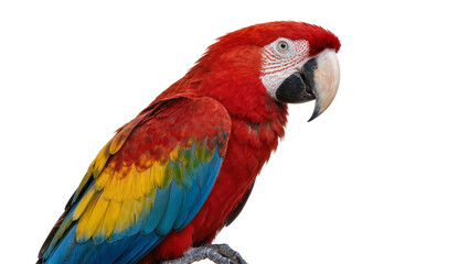Obraz premium Scarlet macaw parrot with vibrant red yellow and blue plumage, isolated on transparent background