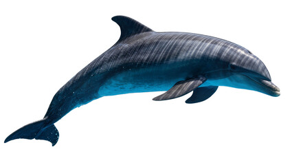 Striped grey dolphin leaping, isolated on transparent background © Corotaev