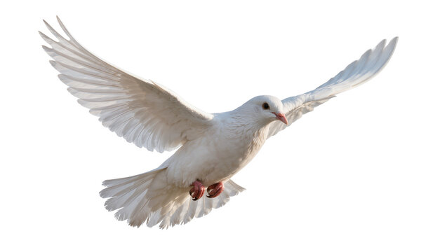 Graceful white dove with outstretched wings, isolated on transparent background