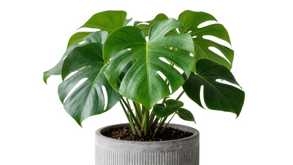 Large green monstera plant in a ribbed concrete pot, isolated on transparent background © Corotaev
