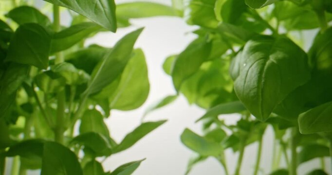 Cinematic slow push-in movement through vibrant green basil plants, filmed with a probe lens. The detailed macro perspective highlights fresh leaves, natural textures, and lush botanical growth, makin