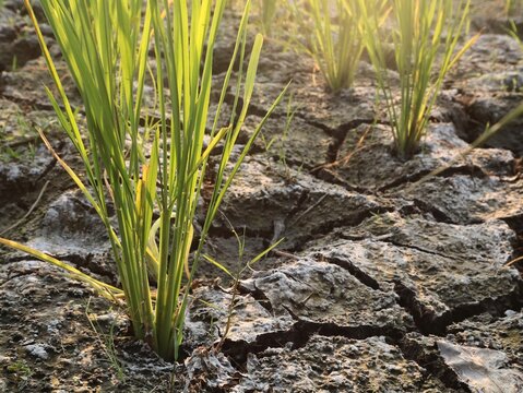 Close up ground level photograph shows struggling young rice plant seedlings in a desiccated, deeply cracked mud paddy field during a severe drought, bathed in warm sunset light
