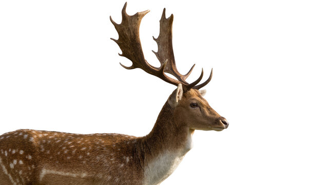 Majestic male fallow deer with large antlers, isolated on transparent background