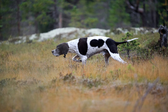 Dog english pointer