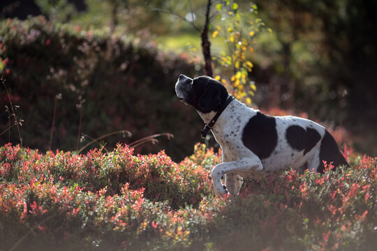 Dog english pointer