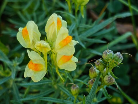Close-up view of delicate wild yellow and orange toadflax flowers and developing seed pods covered in morning dew drops, blossoming amidst green foliage in a natural meadow under sunlight.