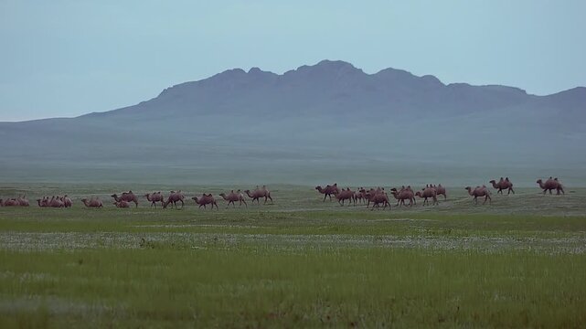 Wild camel herd roams across Mongolian desert steppe beneath vast sky and distant hills.