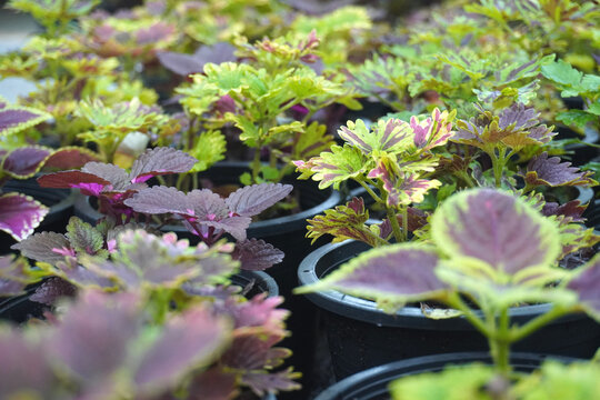The image features a Coleus plant Plectranthus scutellarioides, an ornamental shrub popular for its colorful foliage; it serves well as a background for text in advertising cover designs.
