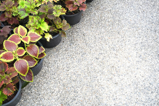 The image features a Coleus plant Plectranthus scutellarioides, an ornamental shrub popular for its colorful foliage; it serves well as a background for text in advertising cover designs.