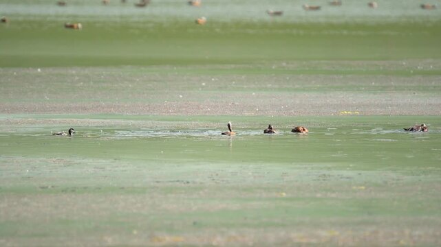 Ruddy shelducks splash and swim on calm lake water while flapping their wings together.