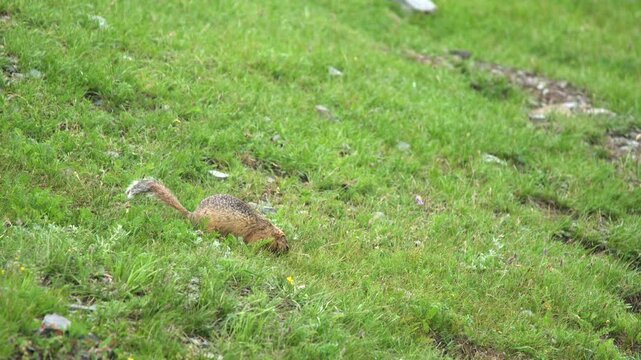 Ground squirrel stands alert on green meadow grass, showing brown and gray fur in sunlight.