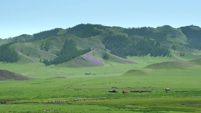Green mountain valley in Russia shows rural livestock grazing across broad spring pasture.