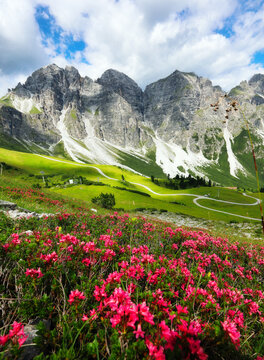 Alpine landscape with flowers and green meadow and big rocky mountain in Austra, Schlick 2000 - Kreuzjoch, Tirol