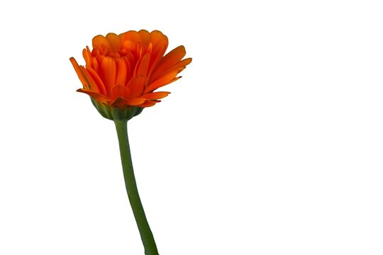 Orange calendula flower (Calendula officinalis) isolated on a white background