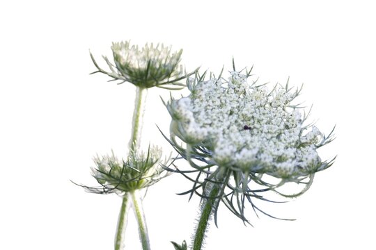 Wild carrot flowers (Daucus carota) isolated on a white background