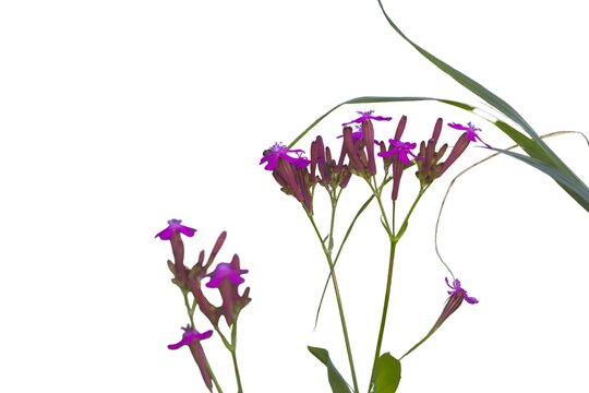 Sweet William catchfly flowers (Silene armeria) isolated on a white background