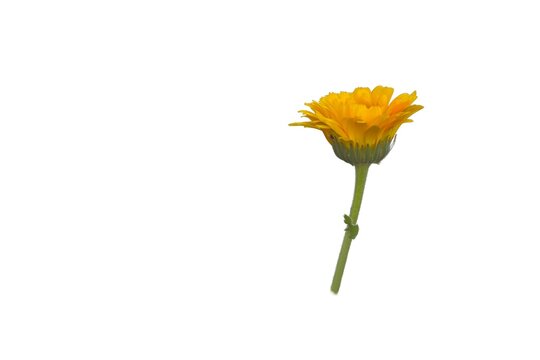 Orange calendula flower (Calendula officinalis) isolated on a white background
