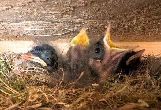 Black redstart chicks in a nest waiting for food