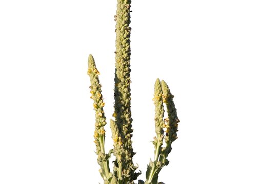 Tall yellow great mullein (Verbascum thapsus) flower spikes isolated on a white background