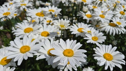 Obraz premium White daisies in the summer garden