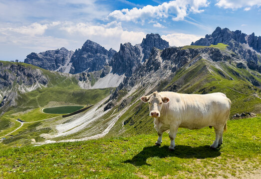 Summer mountain landscape with cow. Region Axamer Lizum, Austria