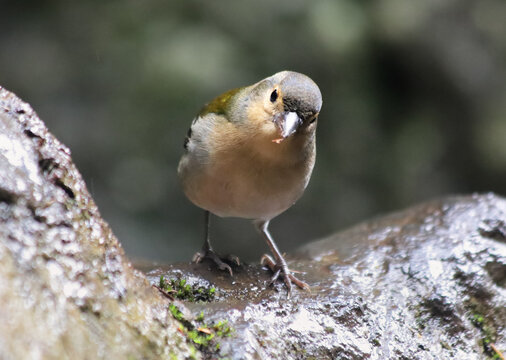 Bird in wildlife - Fringilla coelebs maderensis, Portugal - Madeira island