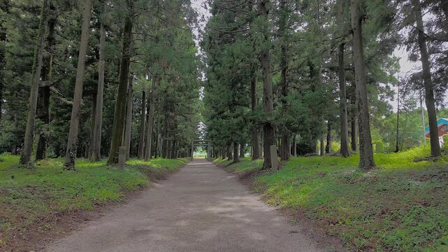Walking along cedar lined approach path towards torii gate at Nasu Shrine, Tochigi, Japan