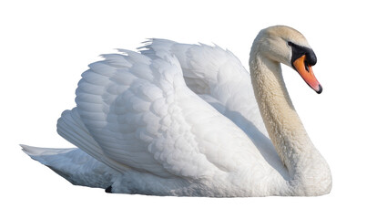 Elegant white swan with orange beak, isolated on transparent background © Viktor