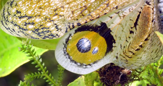 The Lantern Bug (Fulgora Laternaria, Family Fulgoridae). Close up of eyespot on wings spread  in a defensive display. In the rainforest understory, Napo province, Ecuador.