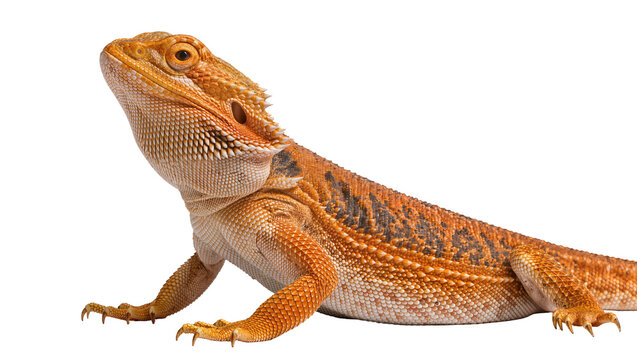 Orange bearded dragon reptile with spiky scales, isolated on transparent background