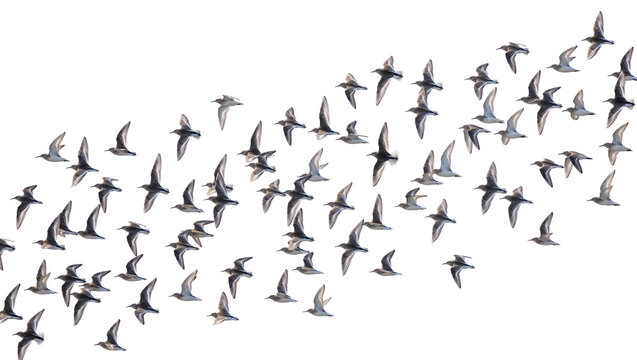 Flock of small shorebirds in flight, isolated on transparent background